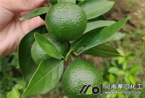 糖醇錳肥作用 糖醇錳肥作用