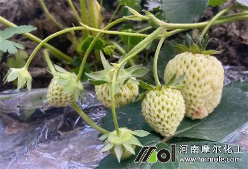 草莓膨大期 草莓膨大期