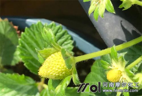 草莓坐果膨大期 草莓坐果膨大期