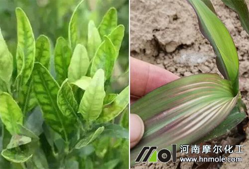 中微量元素水溶肥對作物好處 中微量元素水溶肥對作物好處