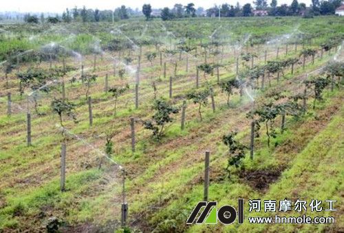 水溶肥怎么用效果好 水溶肥怎么用效果好